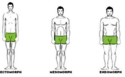 Illustration of three body types: ectomorph, mesomorph, and endomorph, each with distinct physical characteristics.